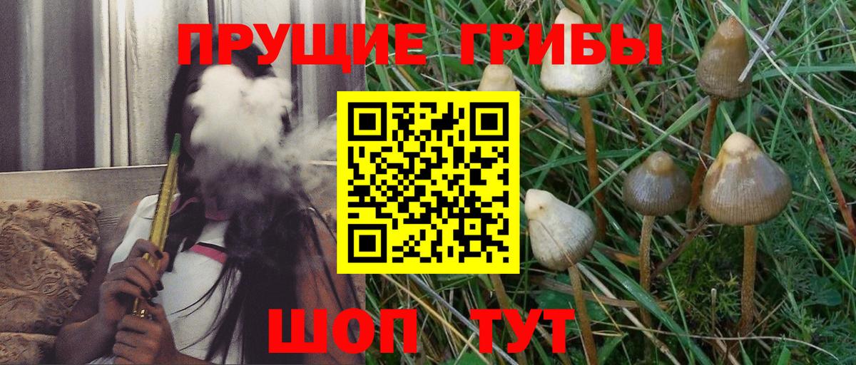 Галлюциногенные грибы Cubensis  Вход с VPN  Баксан 
